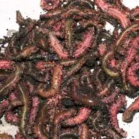 Fresh Mud Ragworm