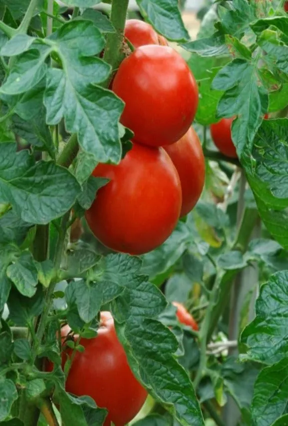 Tomato Chips™ by Hampton Foods - Lightly Seasoned, Freeze-Dried for Maximum Flavor & Nutrients